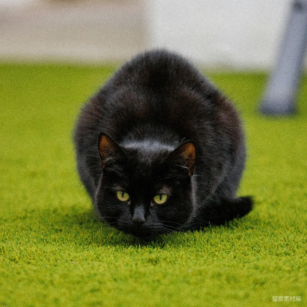 高清摄影  一只黑猫坐在绿色地毯上