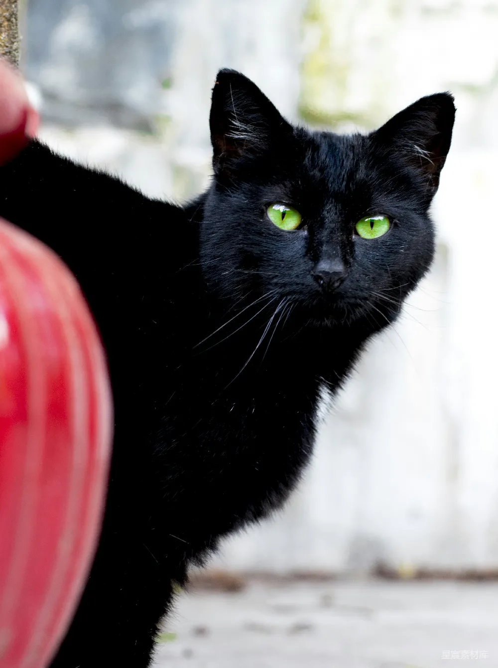 高清摄影 自然 红塑料容器上的黑猫