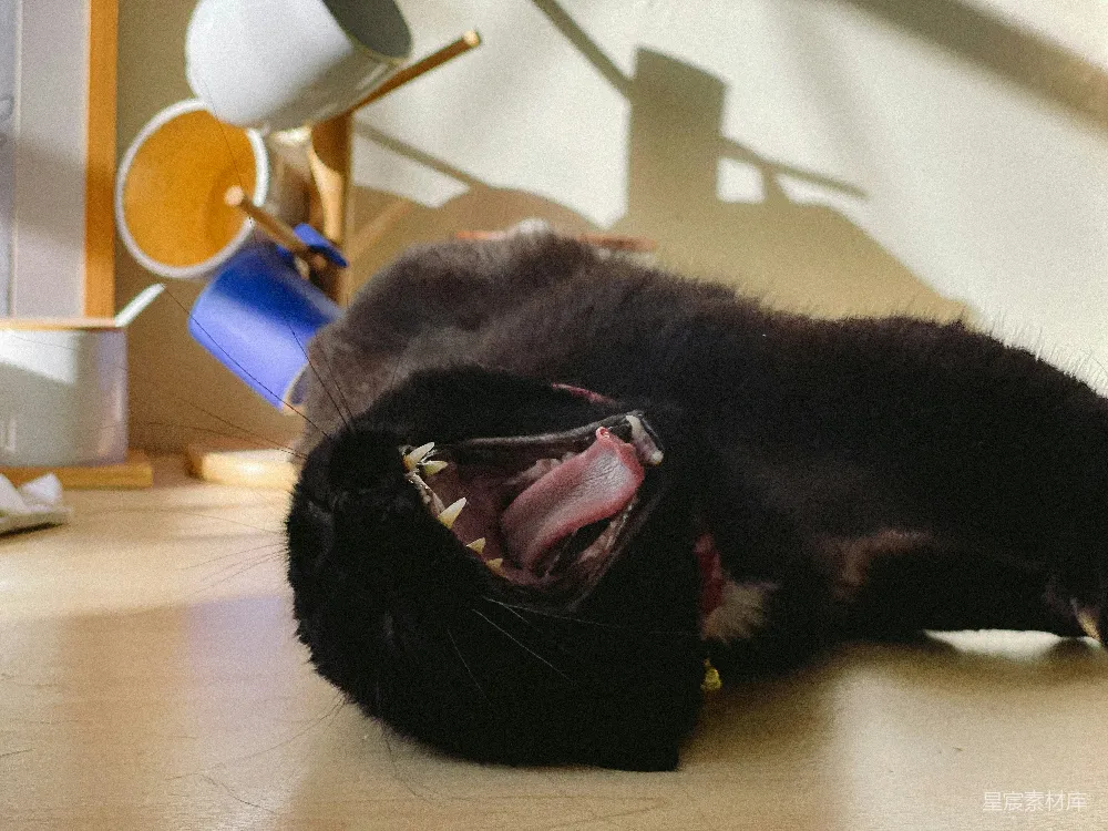 高清摄影  黑猫打了个大大的哈欠。