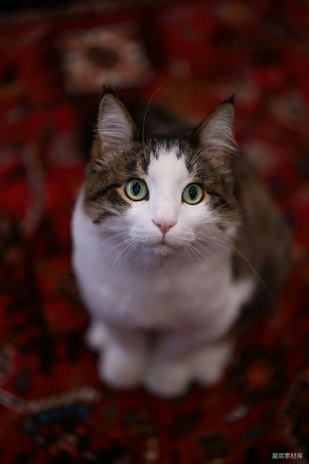 高清摄影 壁纸 实验性 一只猫坐在地毯上抬头看。