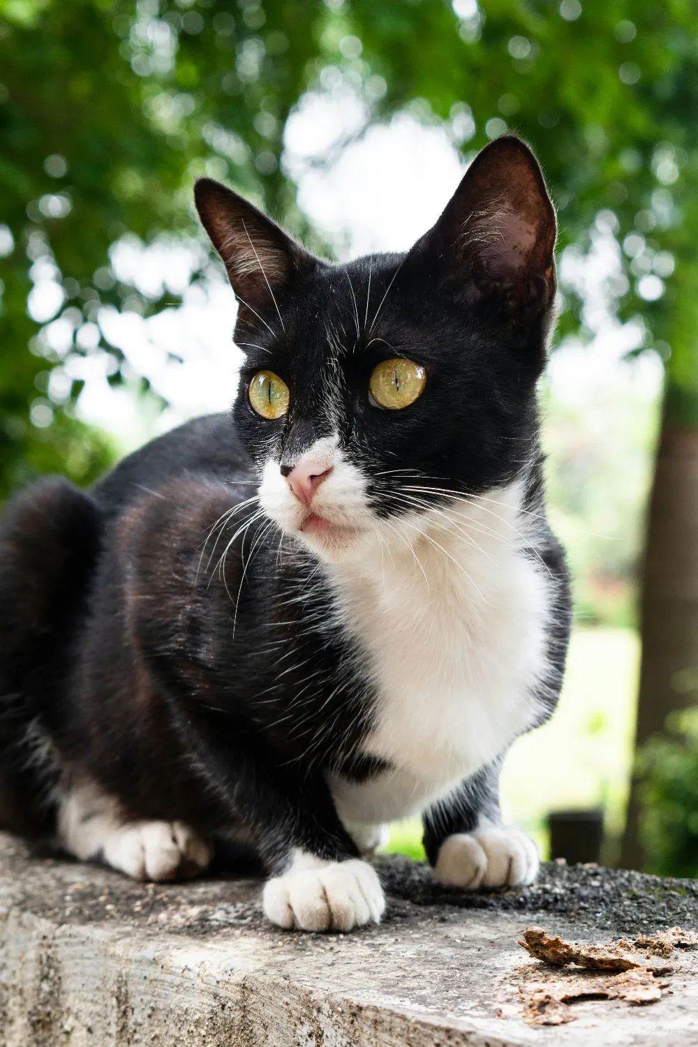 高清摄影  白天的绿草地上有一只黑白相间的猫