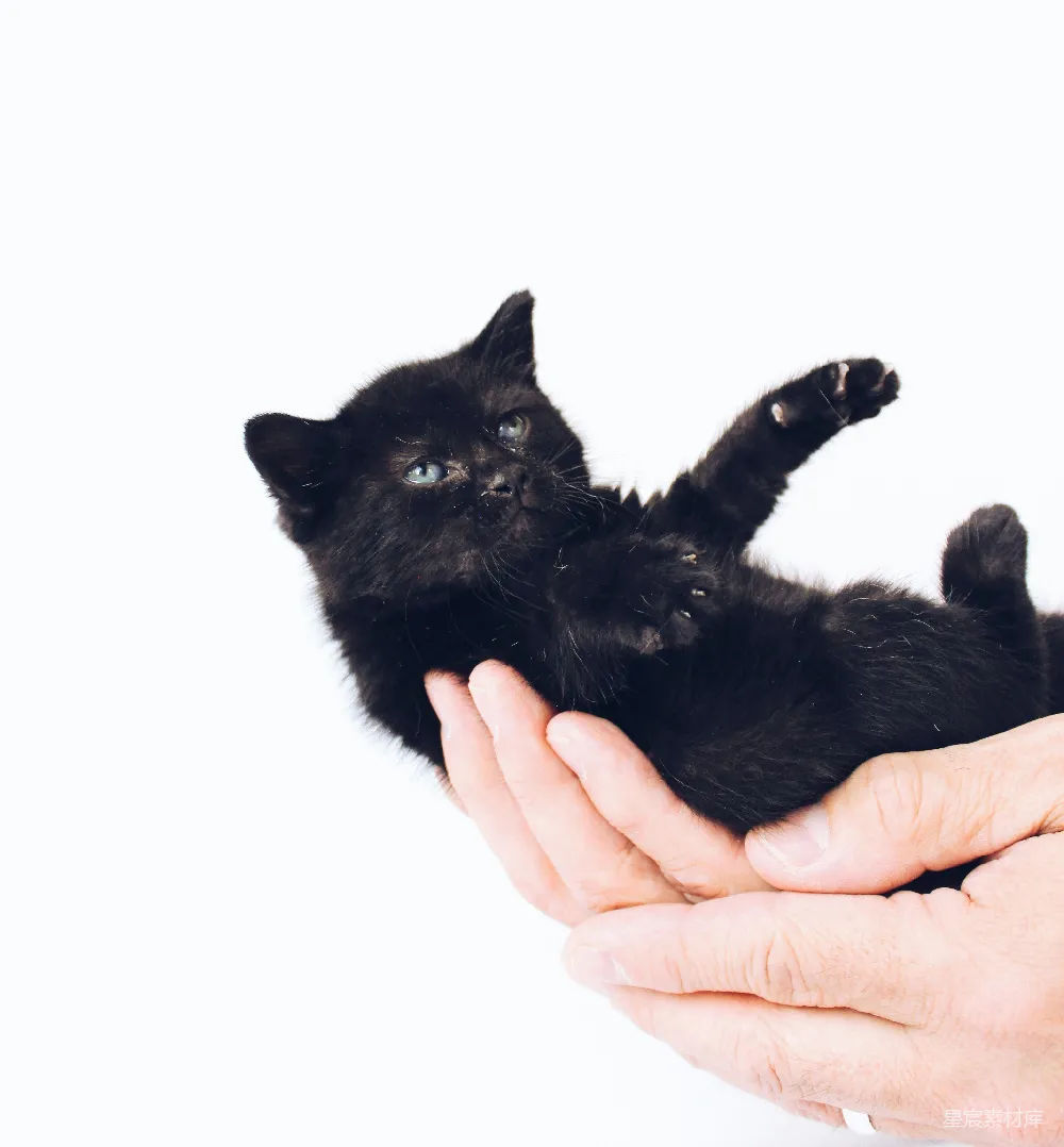 高清摄影  抱着黑色小猫的人