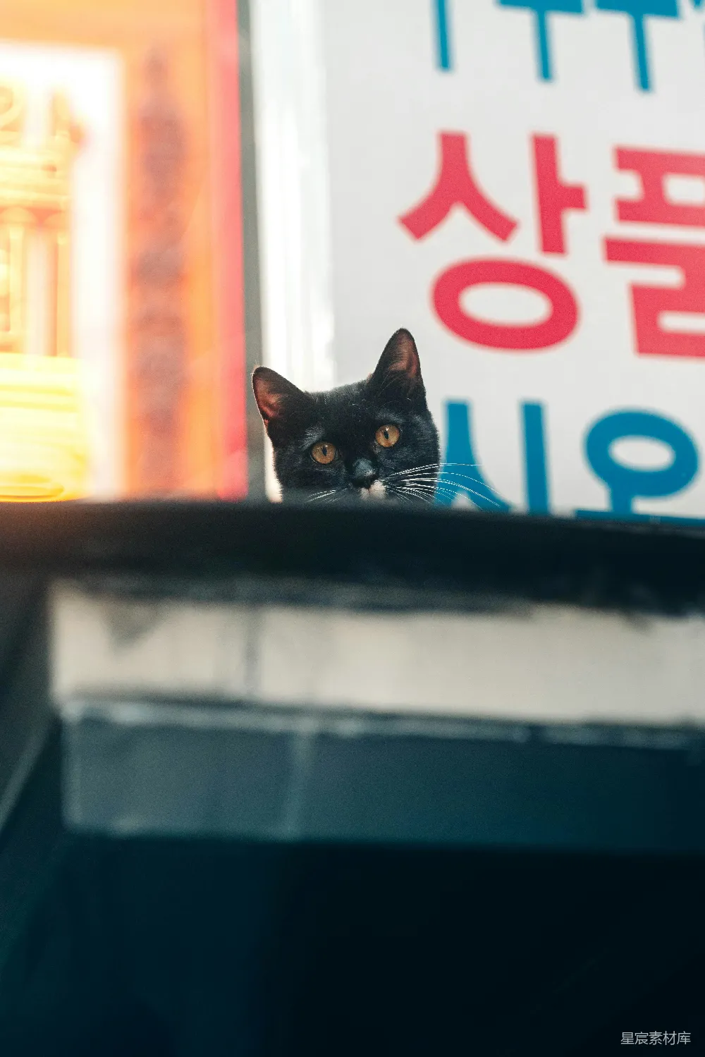 高清摄影 电影 壁纸 旅行 一只黑猫坐在屋顶上。