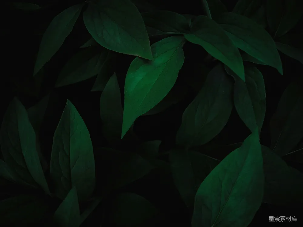 高清摄影 自然 壁纸 一张绿色树叶的特写照片
