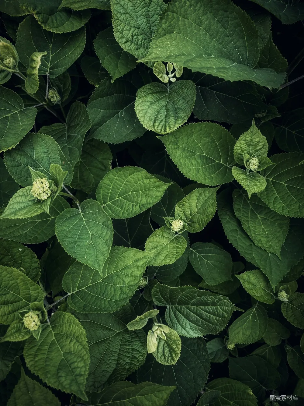 高清摄影 壁纸 自然 近距离拍摄的绿色植物，叶子清晰可见。
