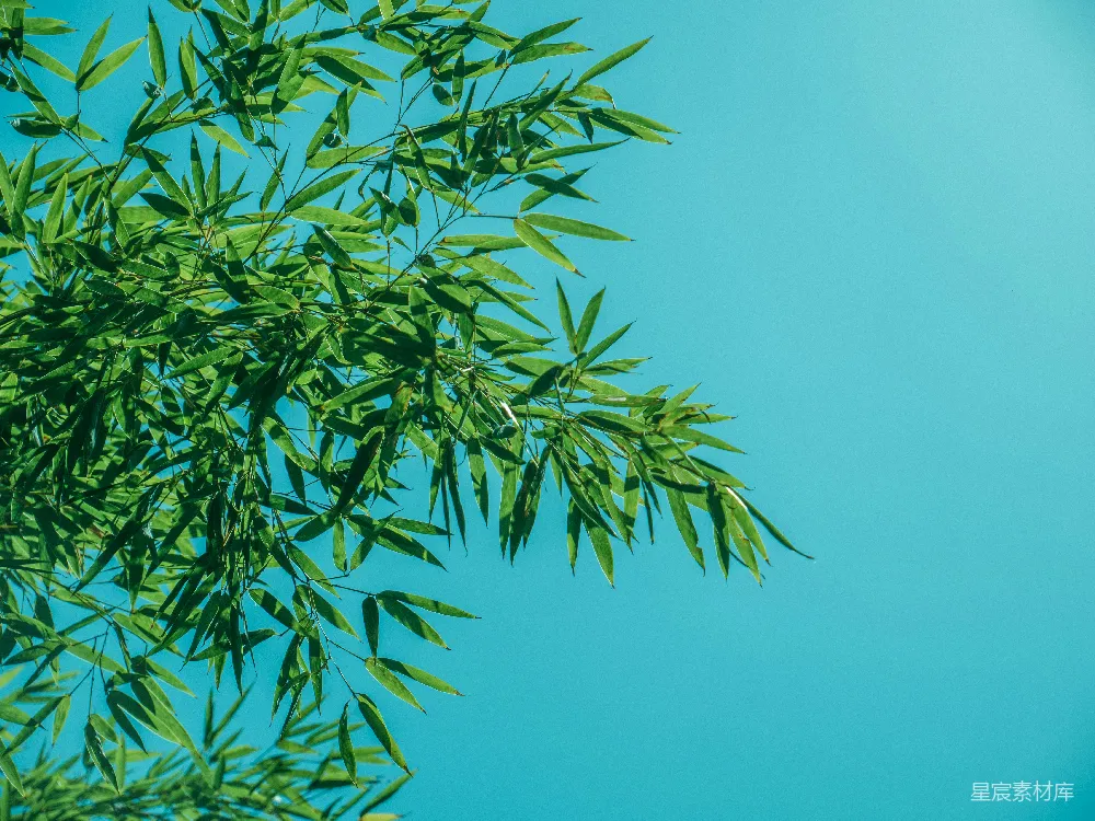 高清摄影  一根枝叶青翠的树枝，背景是蓝色的天空。