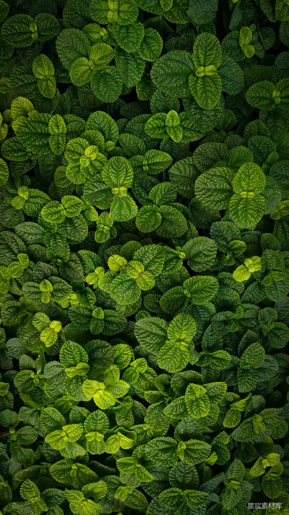 高清摄影  一片绿植的特写，叶子繁茂。