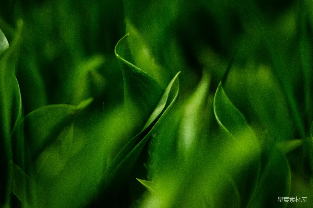高清摄影  近距离拍摄的绿色草地