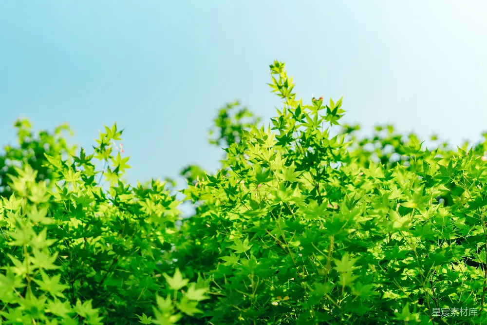 高清摄影  绿色植物