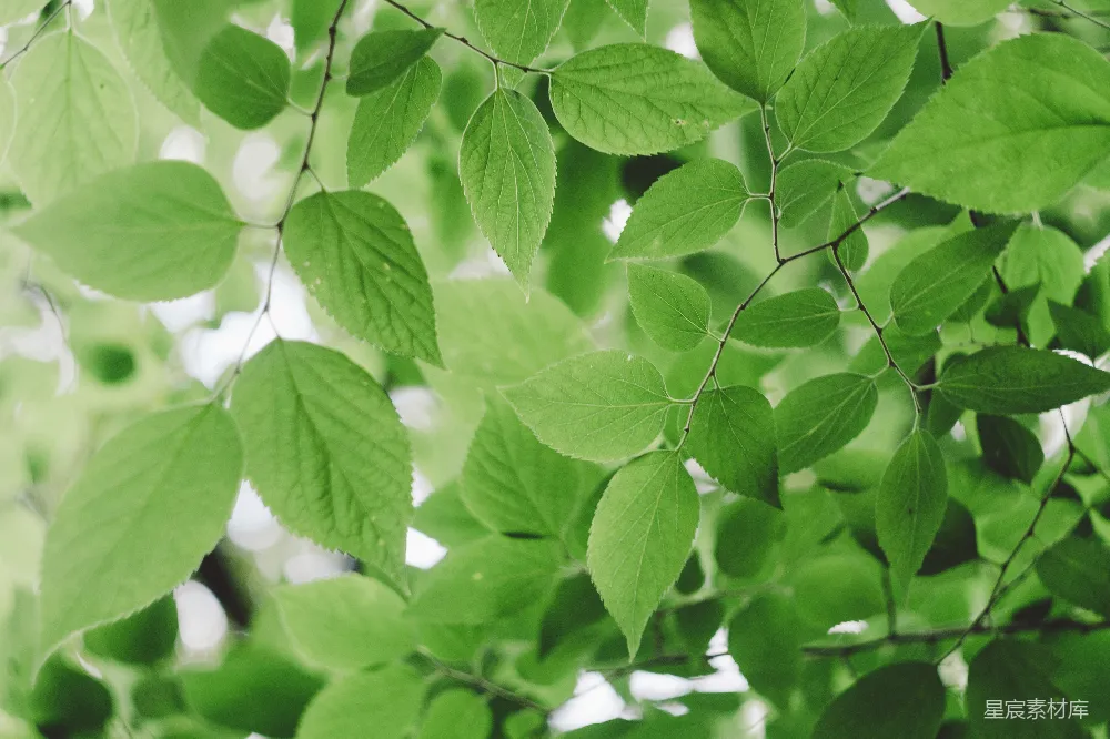 高清摄影  白天的绿叶树