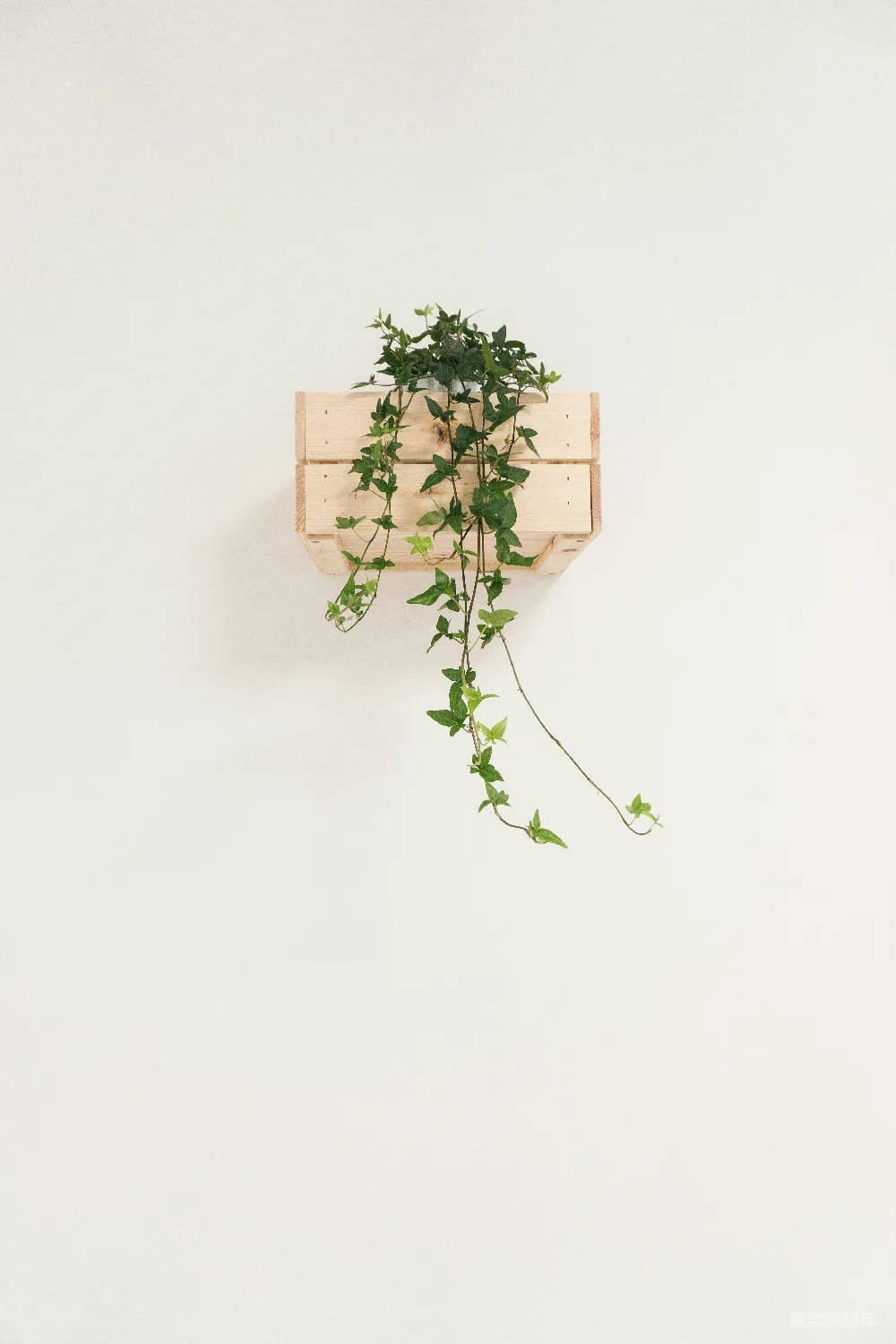高清摄影 自然 绿色常春藤植物，白色背景