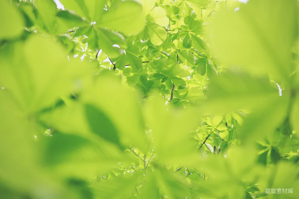 高清摄影  绿叶植物