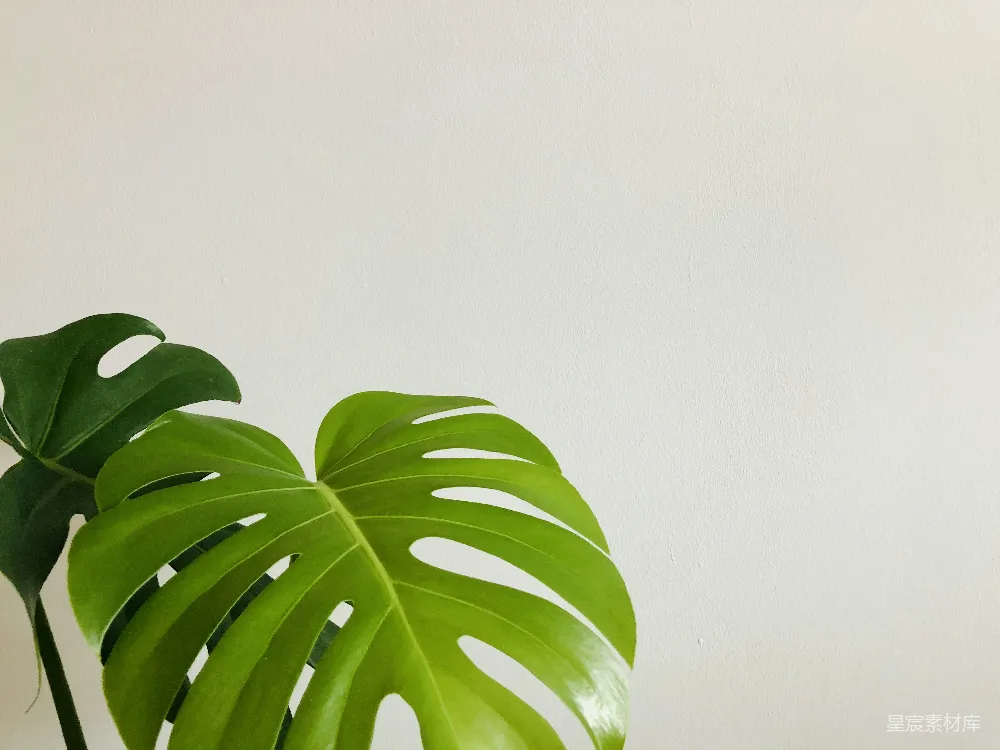 高清摄影  白墙上的绿叶