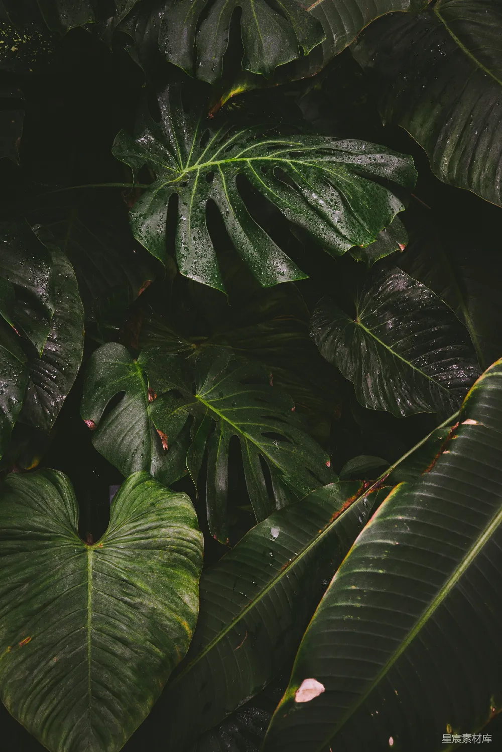 高清摄影  绿叶植物的视角