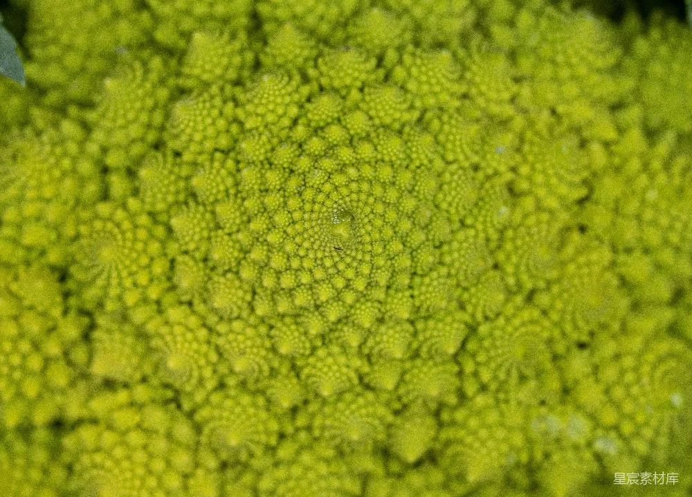 高清摄影  一张植物的特写照片