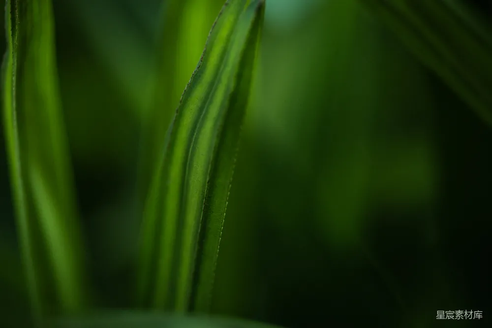 高清摄影  一张绿色植物的特写照片