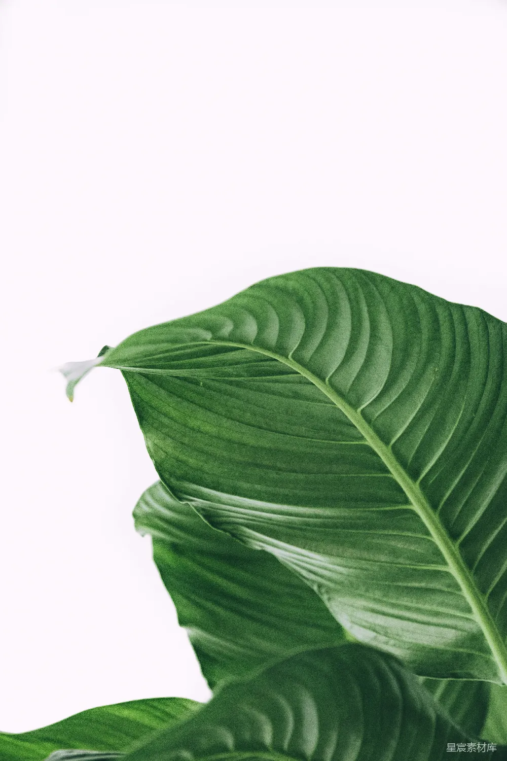 高清摄影  绿色的植物