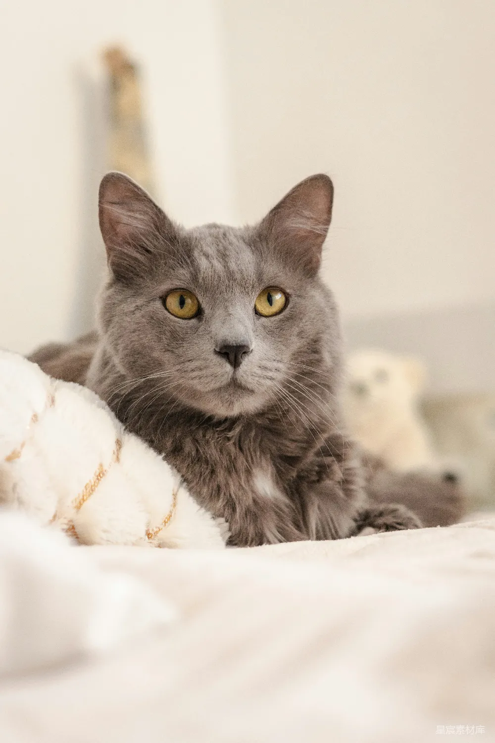 高清摄影  一只灰色的猫躺在床上。