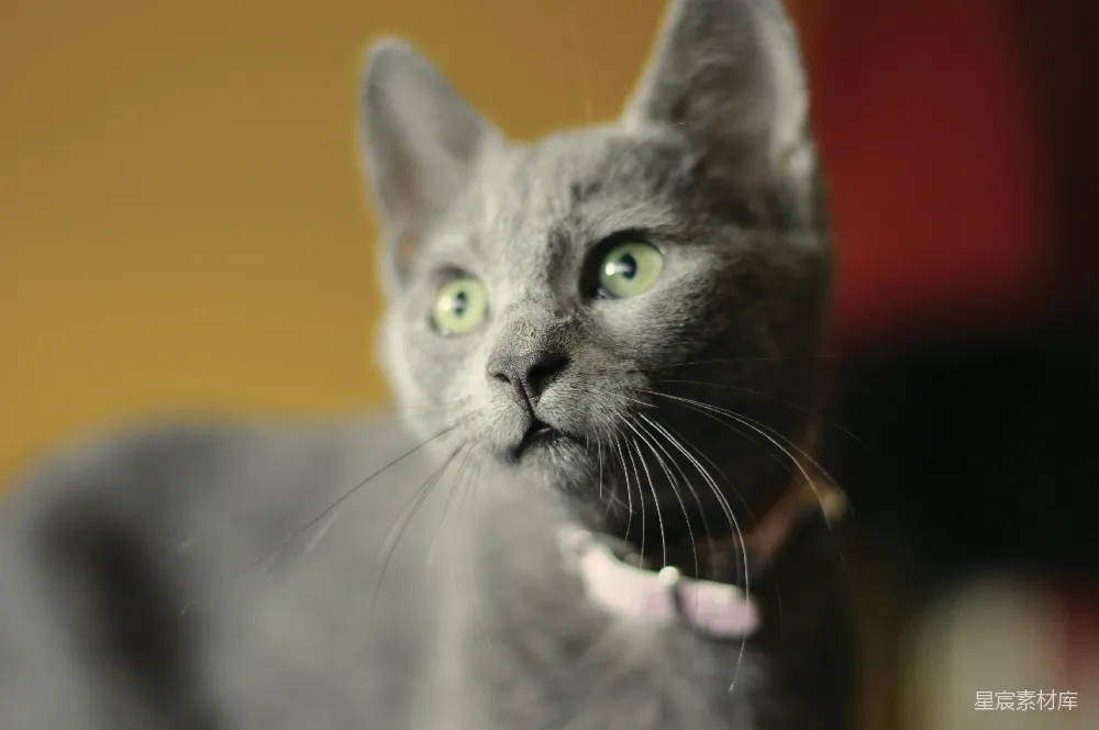 高清摄影  俄罗斯蓝猫带白色项圈