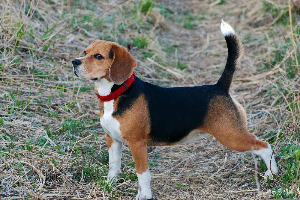 高清摄影  一只比格犬站在一片草地上。