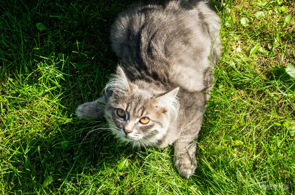 高清摄影  一只猫躺在草地上抬头看。