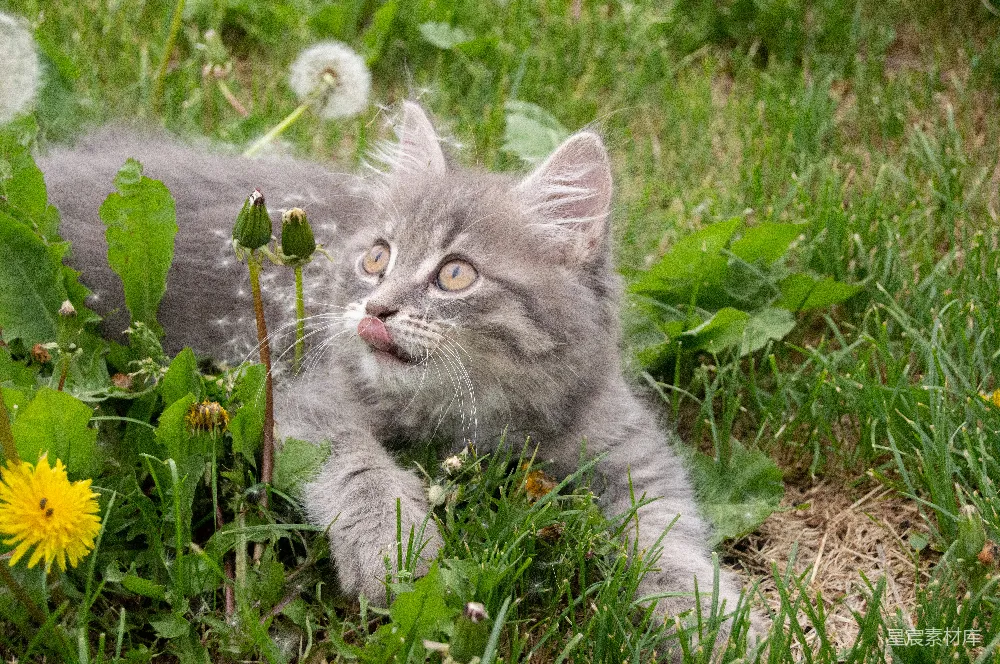 高清摄影  一只灰色的小猫躺在草地上，周围有蒲公英。
