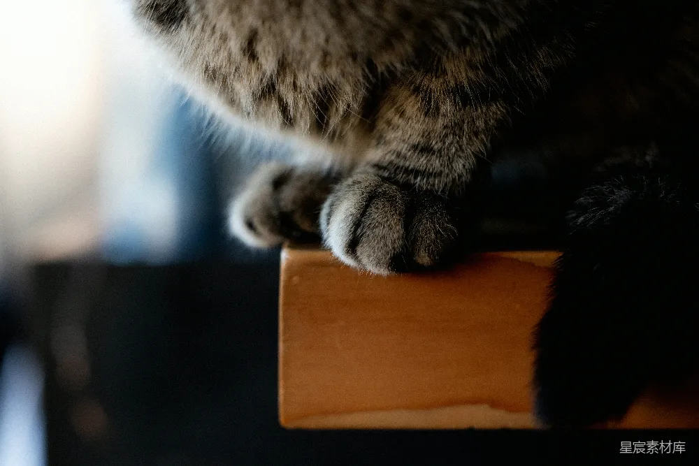 高清摄影 壁纸 一只猫坐在木桌上