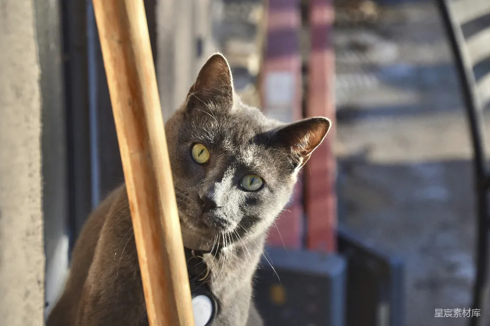 高清摄影  戴着项圈的猫正看着镜头