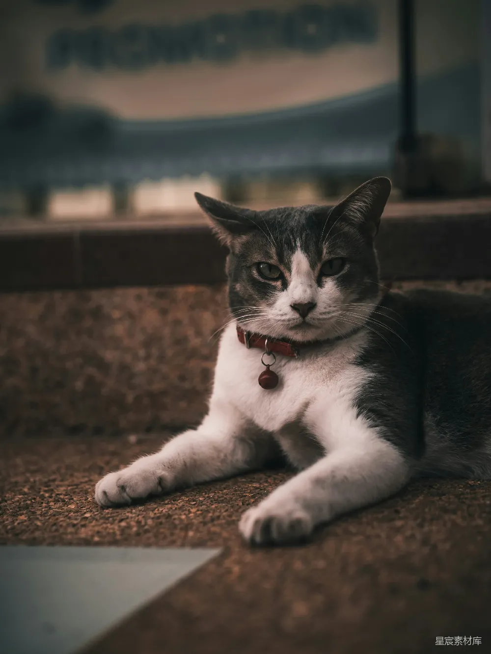 高清摄影  一只灰白相间的猫躺在地上。