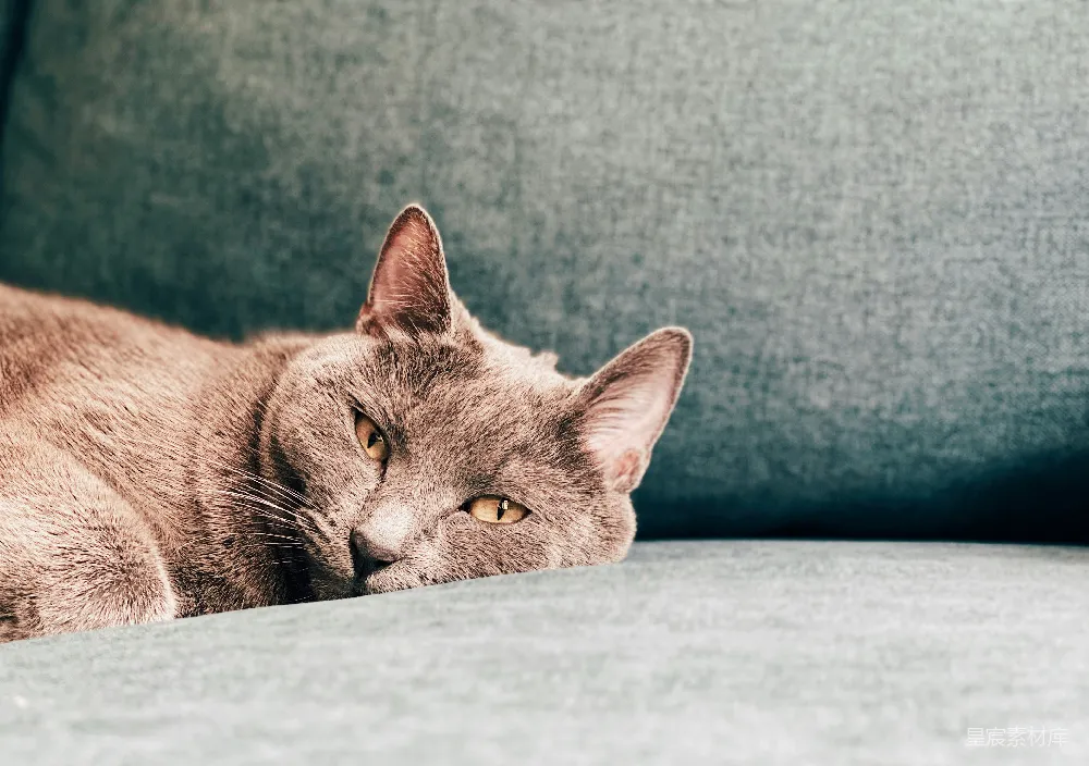 高清摄影  棕色的猫躺在灰色的布料上。