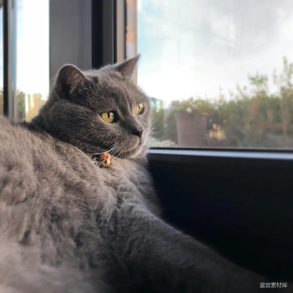 高清摄影  灰色的猫在玻璃窗旁边