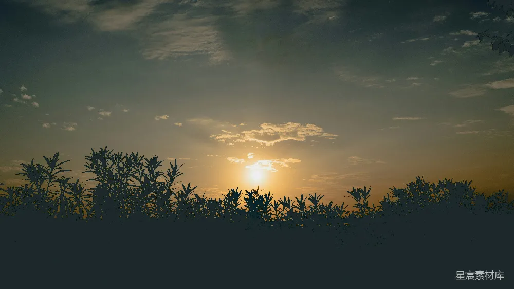 高清摄影  夕阳正照耀着一片树林。