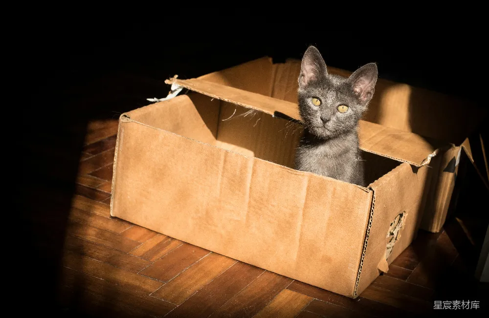 高清摄影  黑猫在棕色纸箱里