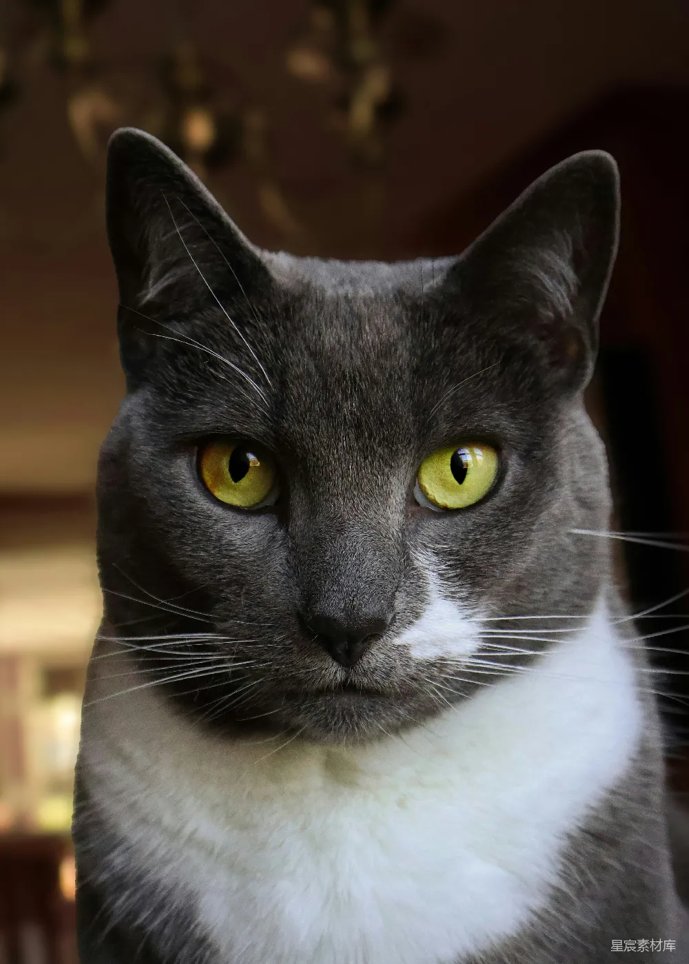 高清摄影 壁纸 一只灰白相间的猫，眼睛是黄色的