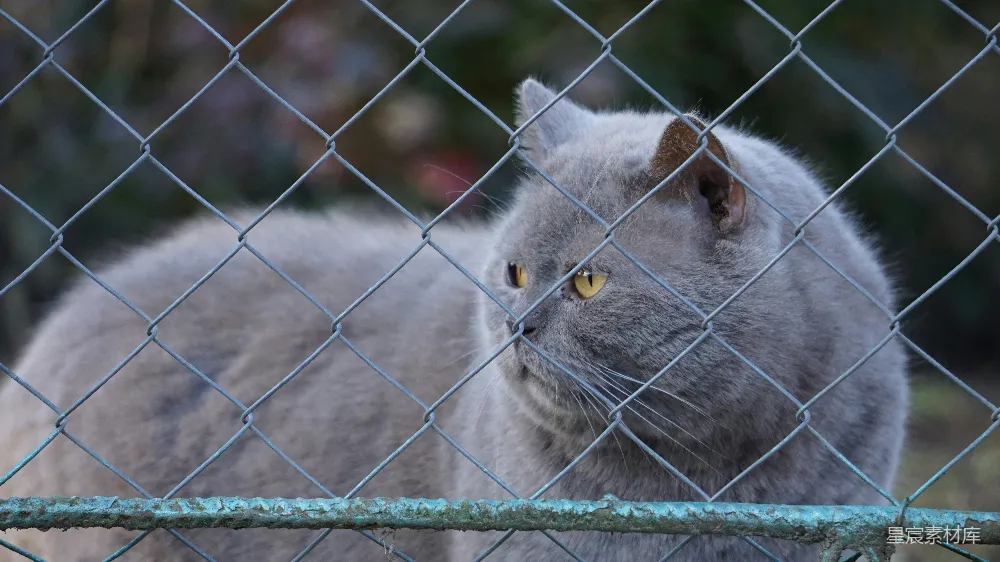 高清摄影  一只灰色的猫在铁丝网后面