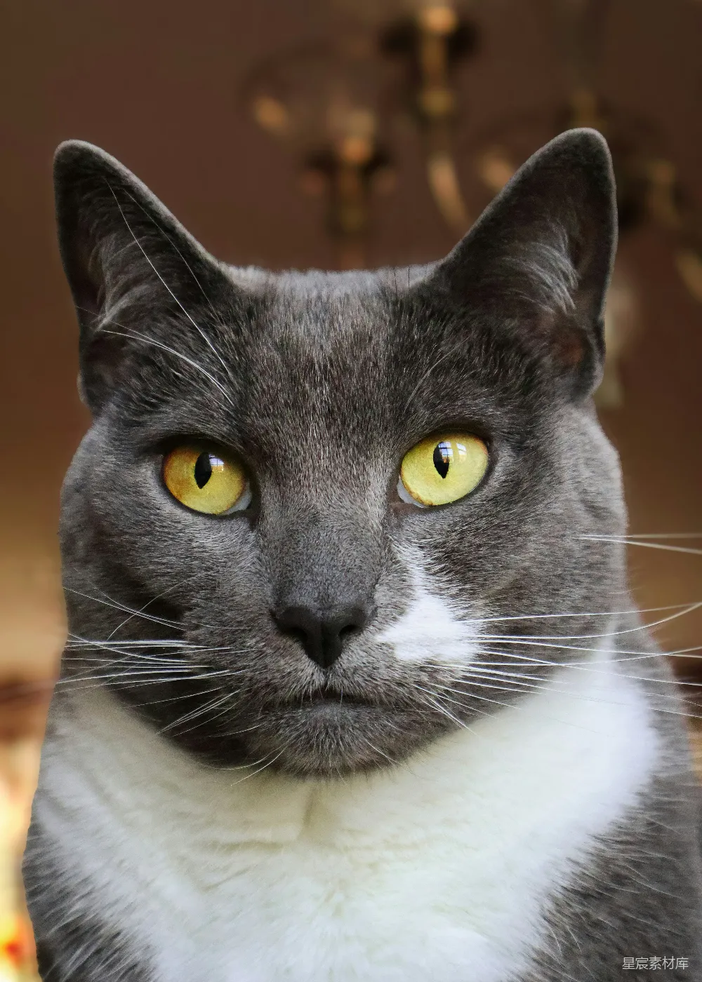 高清摄影  一只灰白相间的猫，眼睛是黄色的。