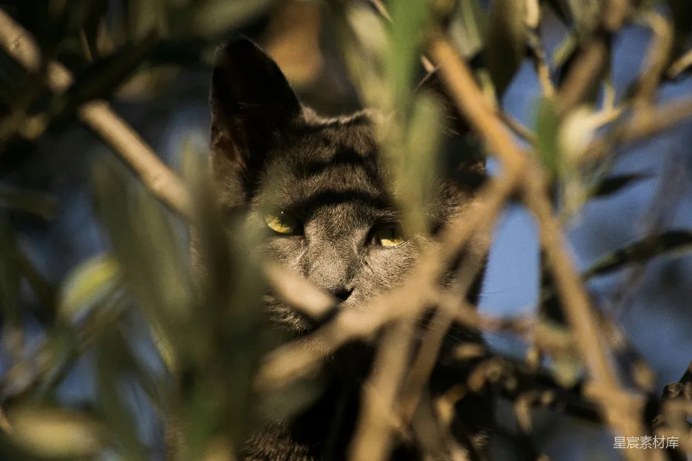 高清摄影  一只猫在树上的特写照