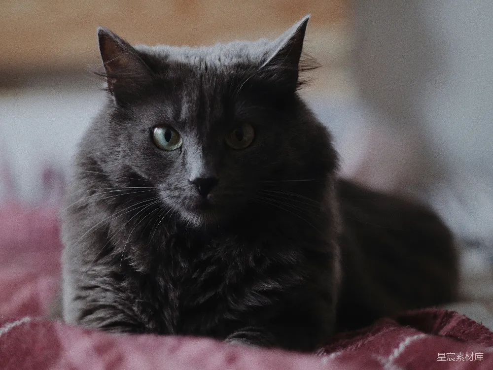 高清摄影  黑猫在粉红色的布料上
