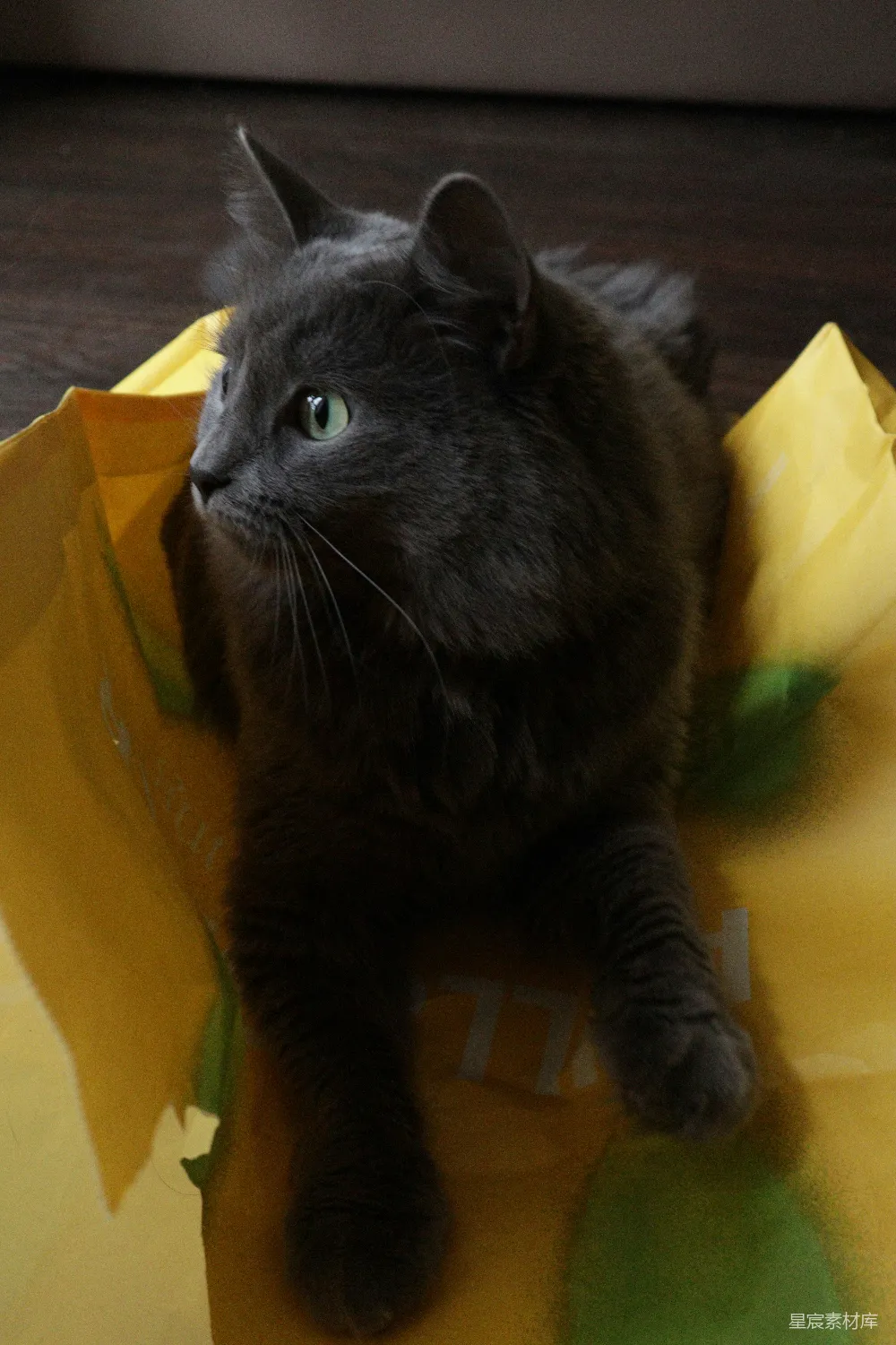 高清摄影  一只黑猫坐在一个黄色包的顶部。