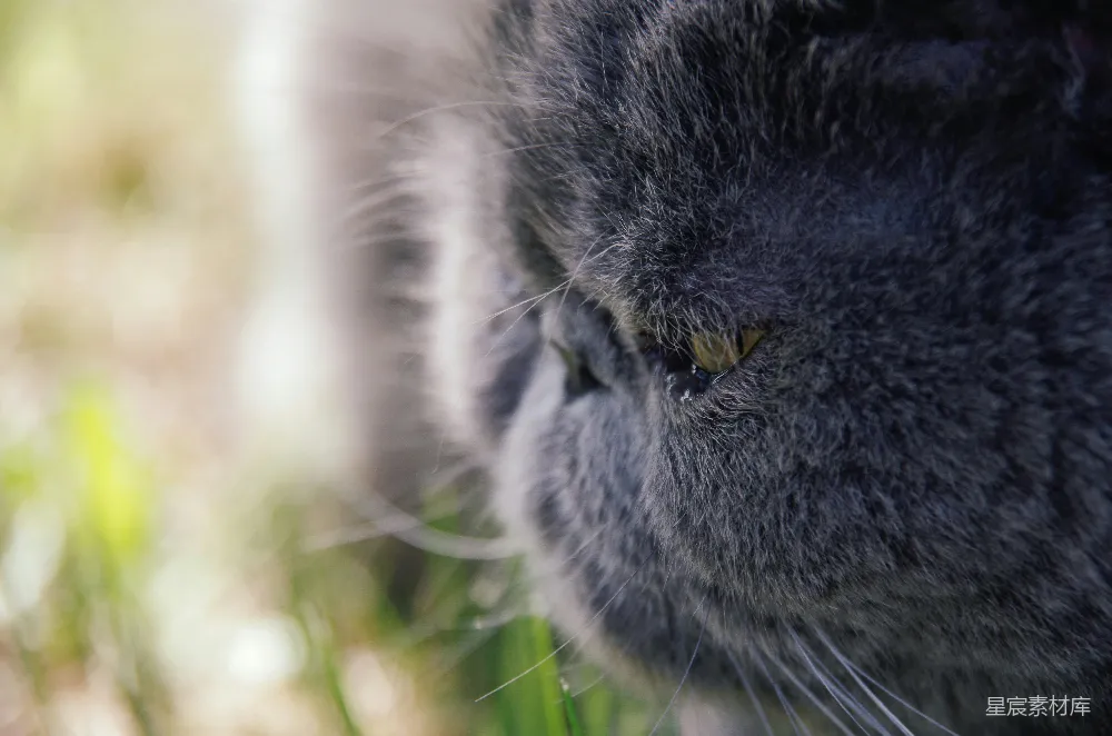 高清摄影  灰色的猫