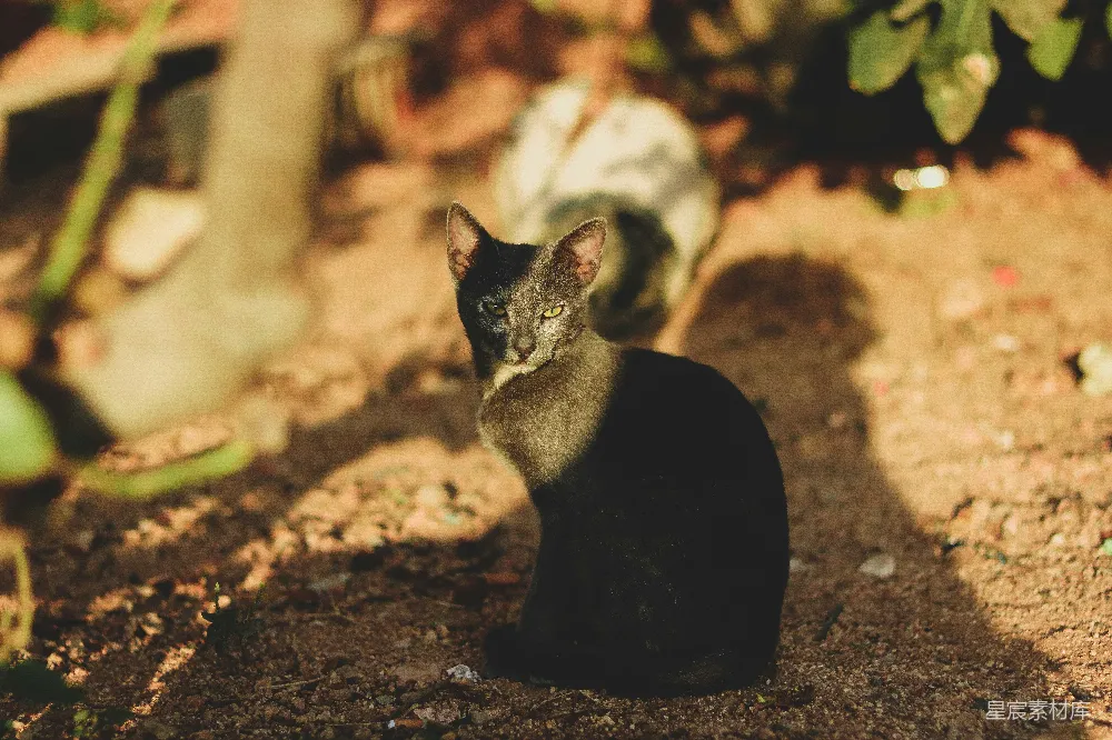 高清摄影  猫坐在灰尘上