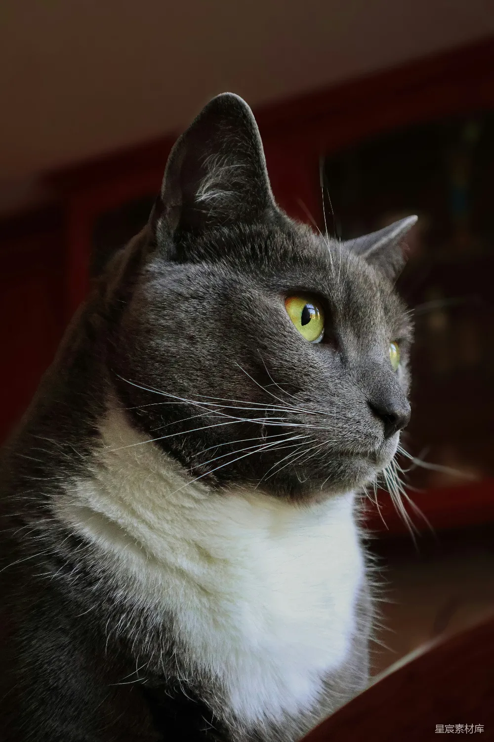 高清摄影  一只黑白相间的猫坐在木制桌子上。