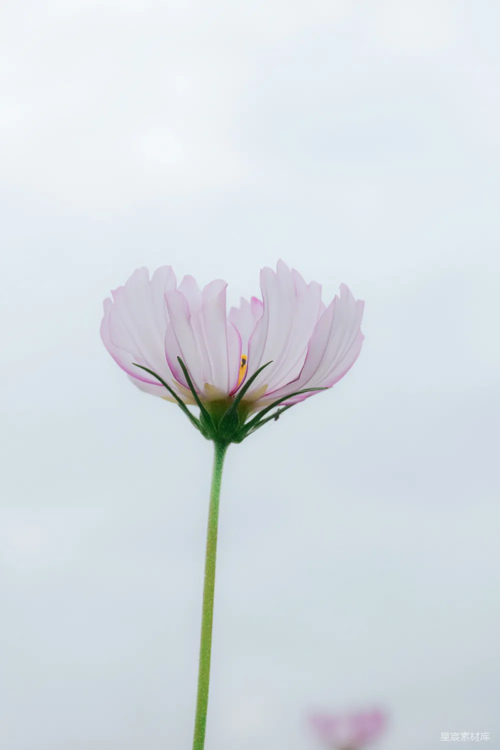 高清摄影  一朵粉红色的花，背景模糊不清。