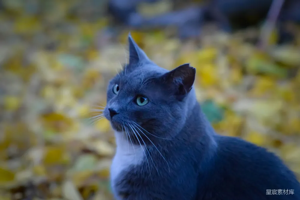 高清摄影  一只黑白相间的猫坐在一堆树叶上。