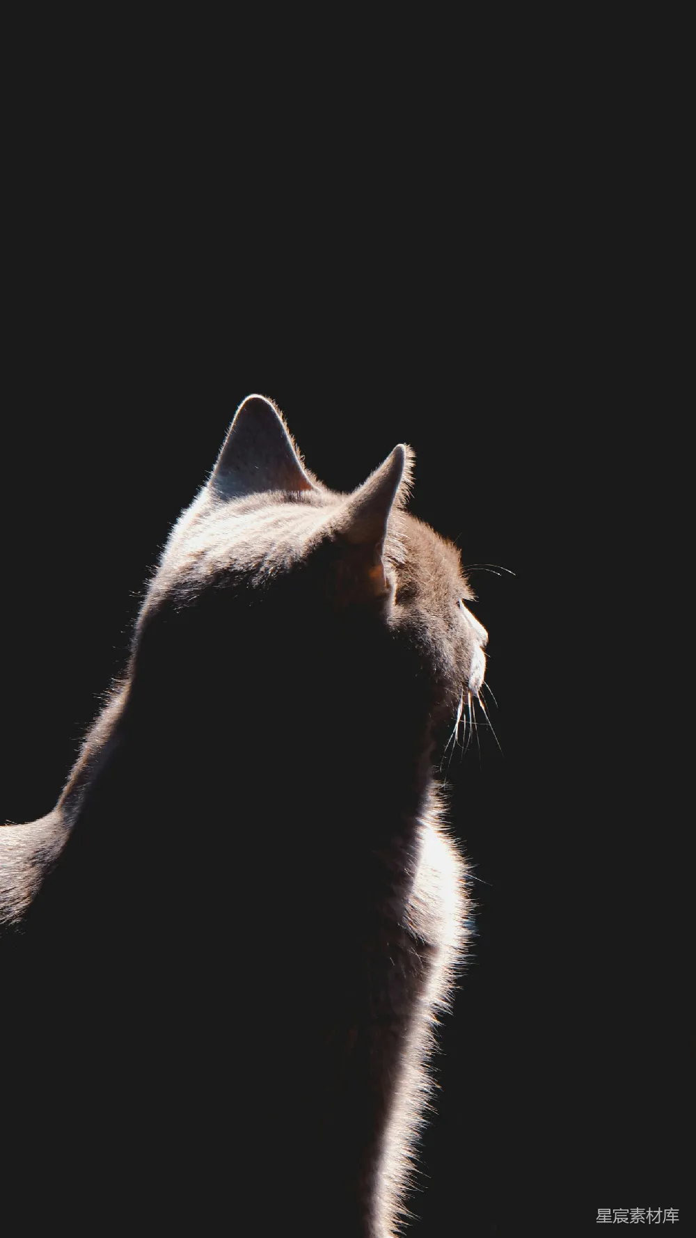 高清摄影  一张猫的脸的特写照片，背景较暗。