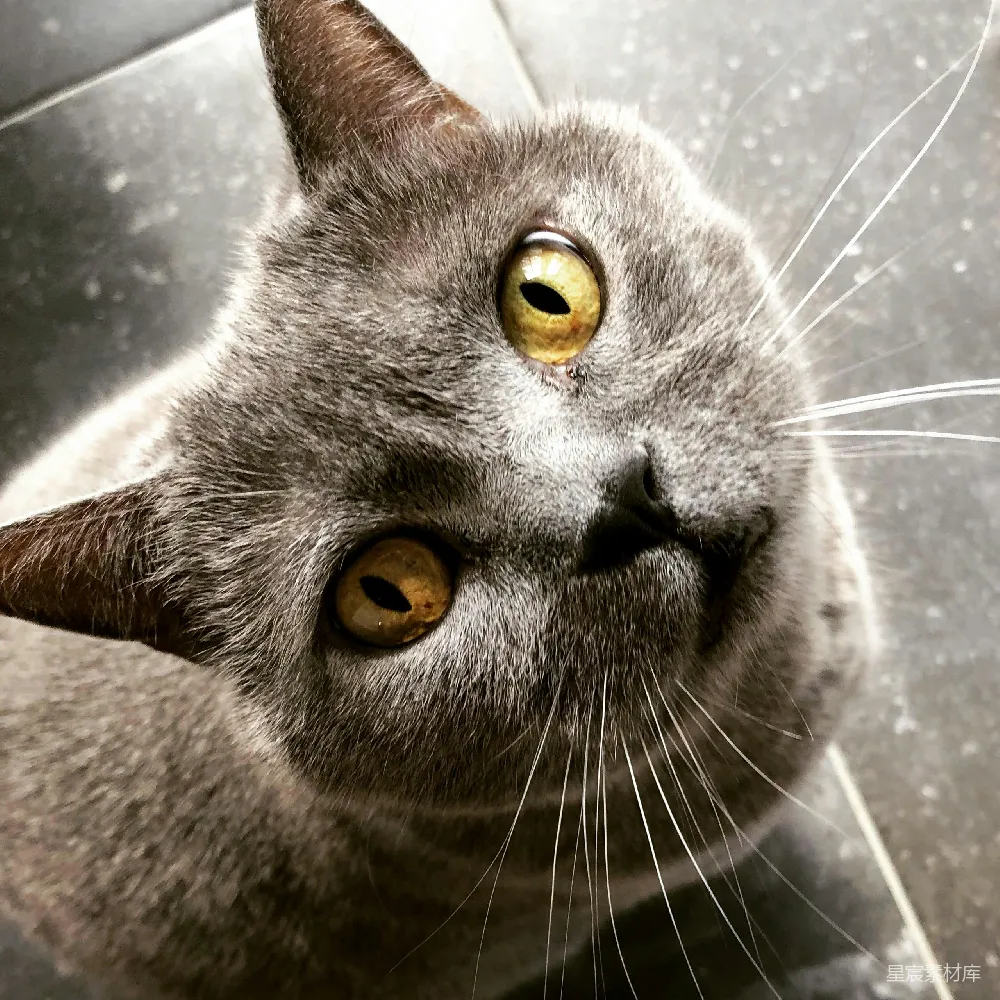 高清摄影  灰猫