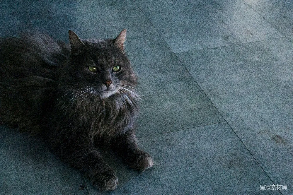 高清摄影  黑猫
