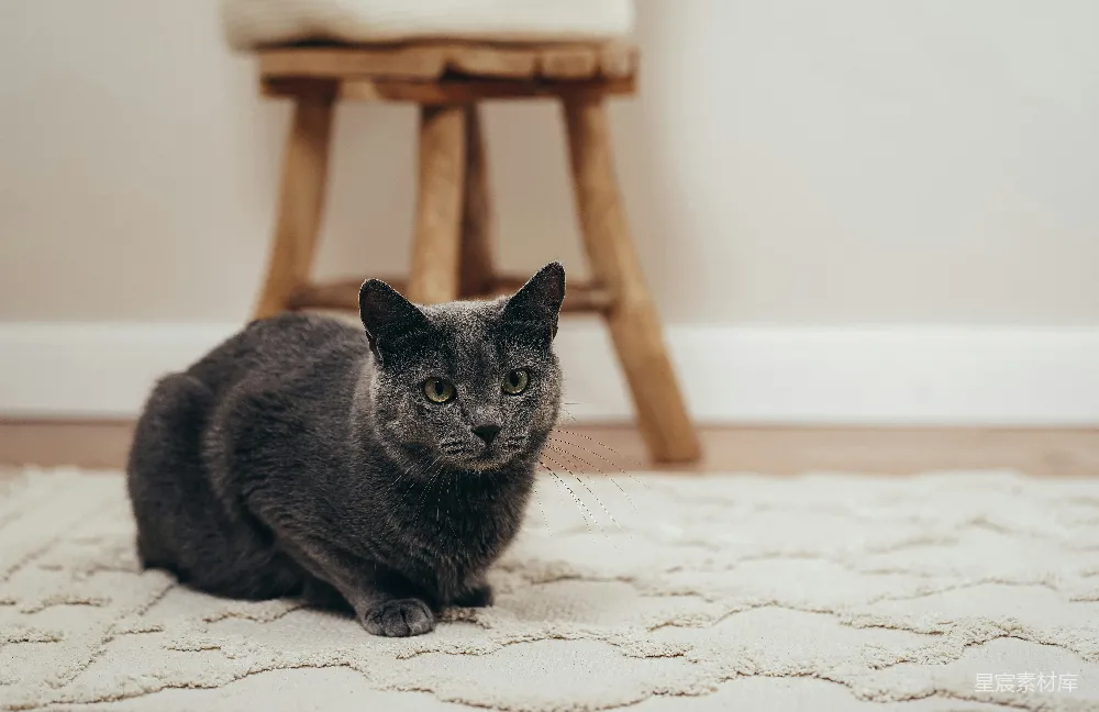 高清摄影  黑猫在白地板上