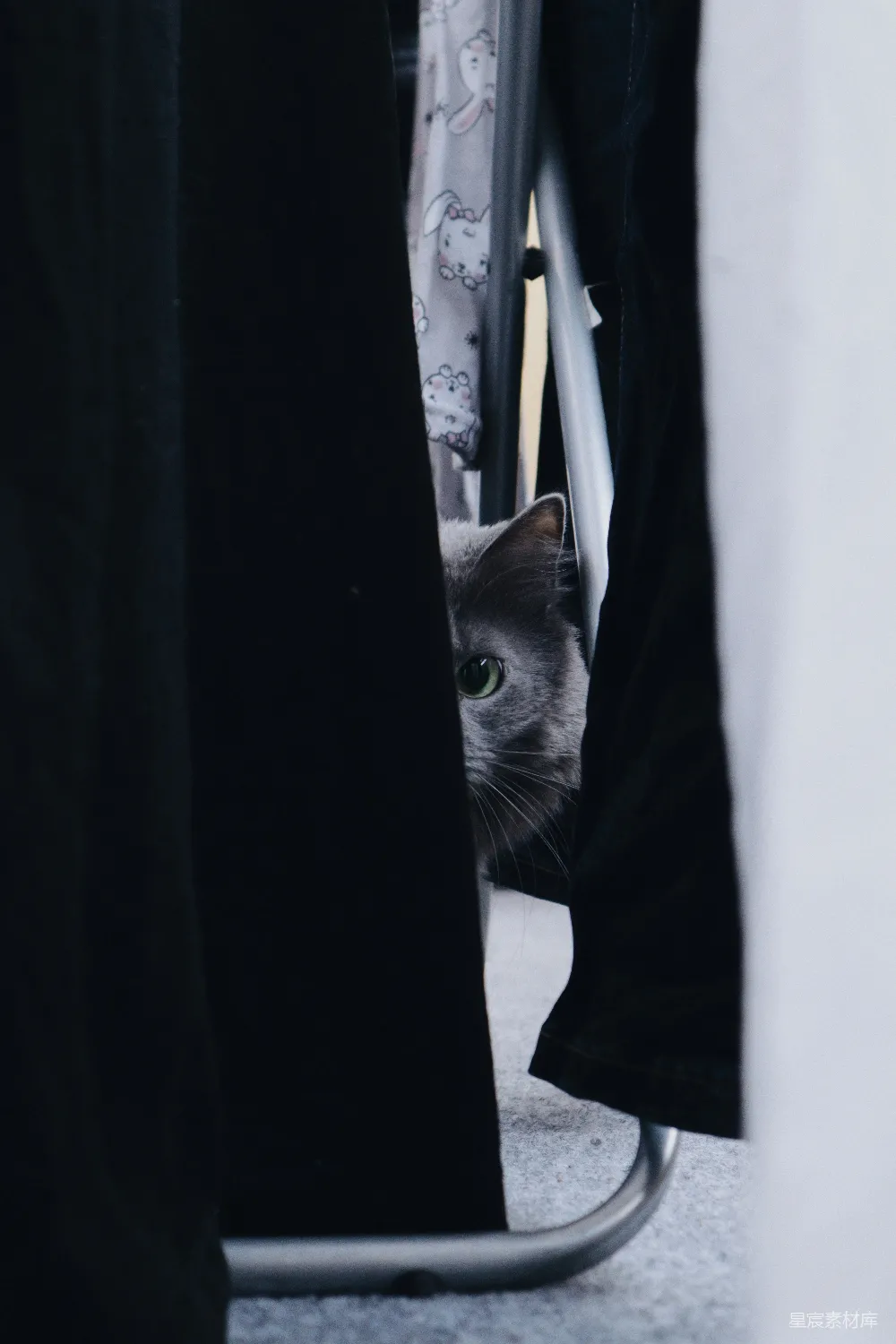高清摄影  黑灰相间的猫在黑色织物上