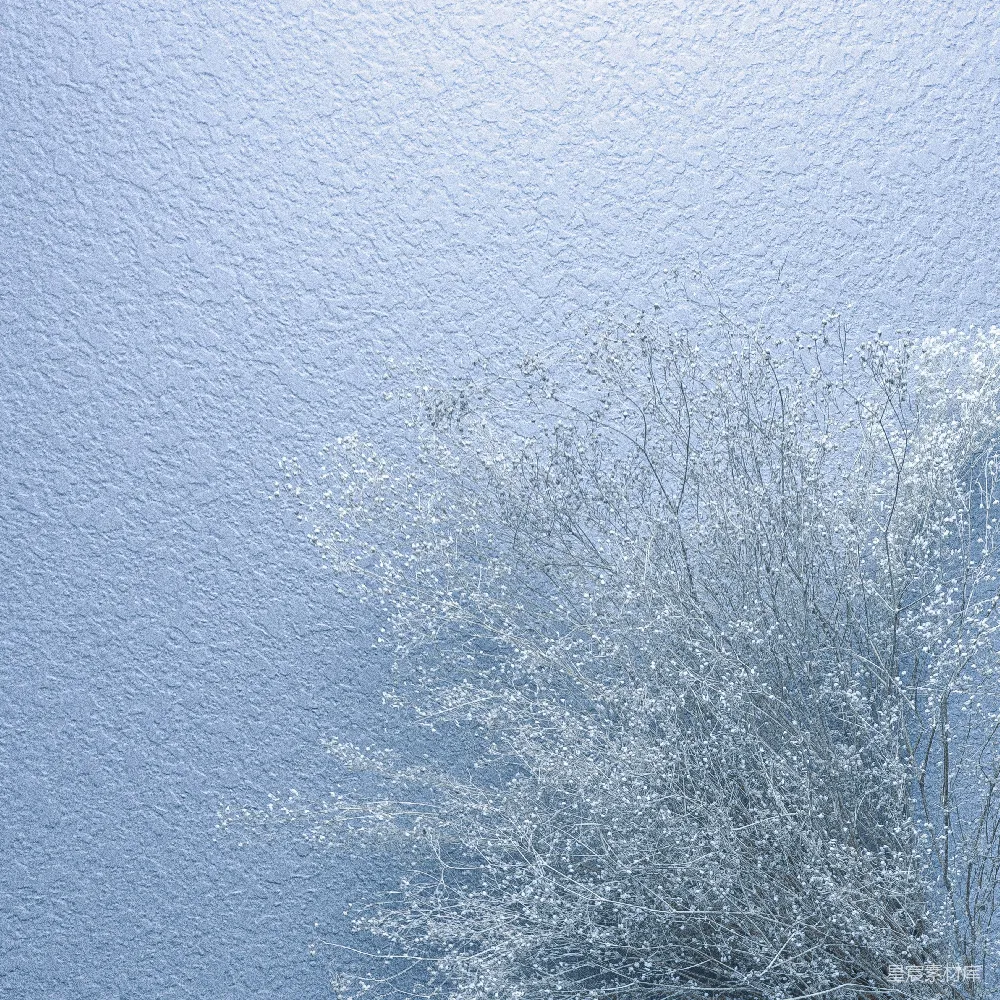高清摄影  白天被雪覆盖的树木